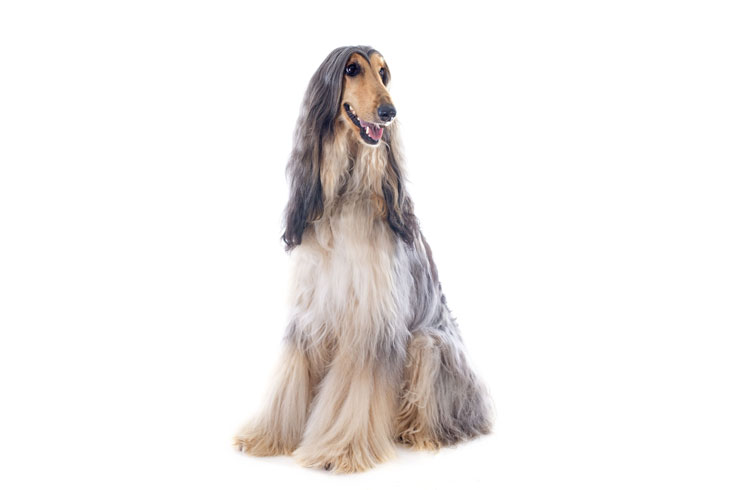 Afghanischer Windhund