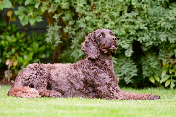 Cockapoo