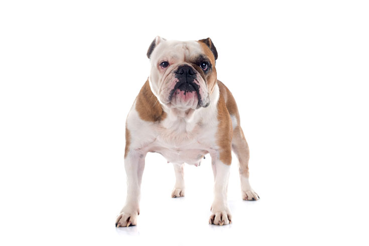 English Bulldog