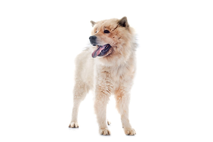 Eurasier