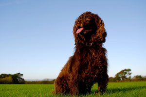 Field Spaniel Charakter