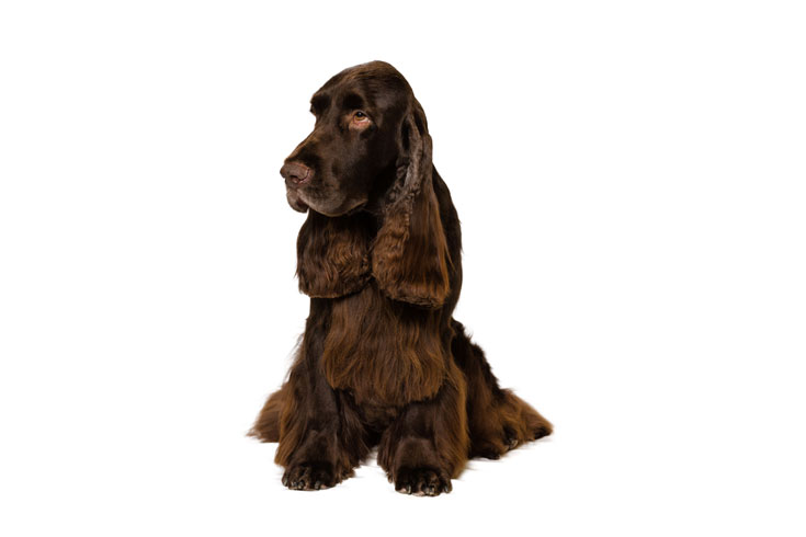 Field Spaniel Field Spaniel