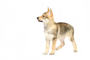 Saarloos Wolfhond Charakter Saarloos Wolfhond Charakter