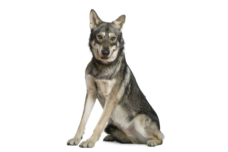 Saarloos Wolfhond Saarloos Wolfhond