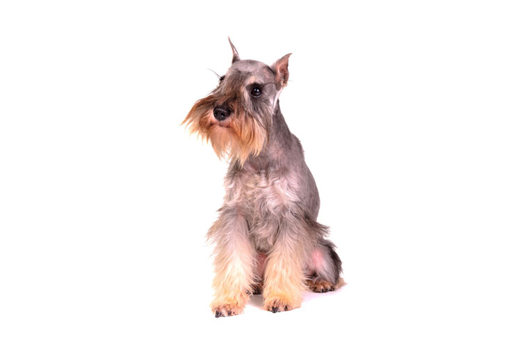 Zwergschnauzer